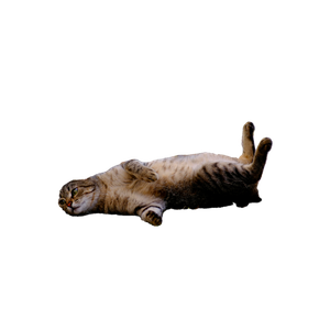 A Playful Tabby Cat Lying On Cobblestones In Bornova, İZmir, TüRkiye. 19049 - Cat PNG image with transparent background